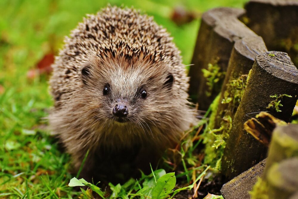 Egel in de tuin