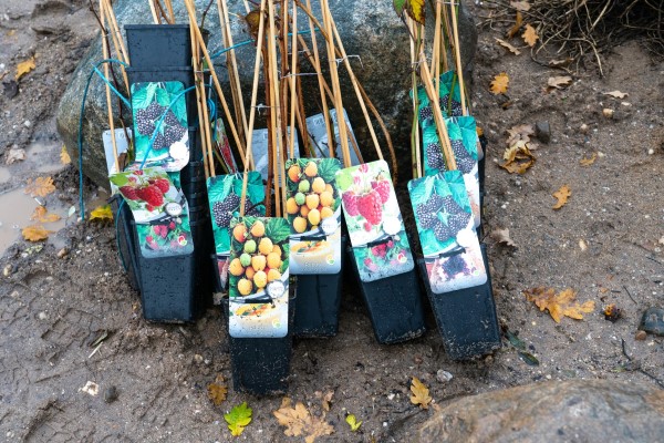 fruitstruiken van plantjemee